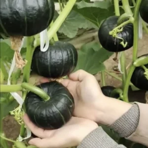 Mini Japanese Pumpkin 贝贝南瓜 Seeds