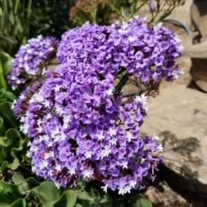 Transplant, Sea Lavender